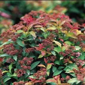 #1 spirea goldflame