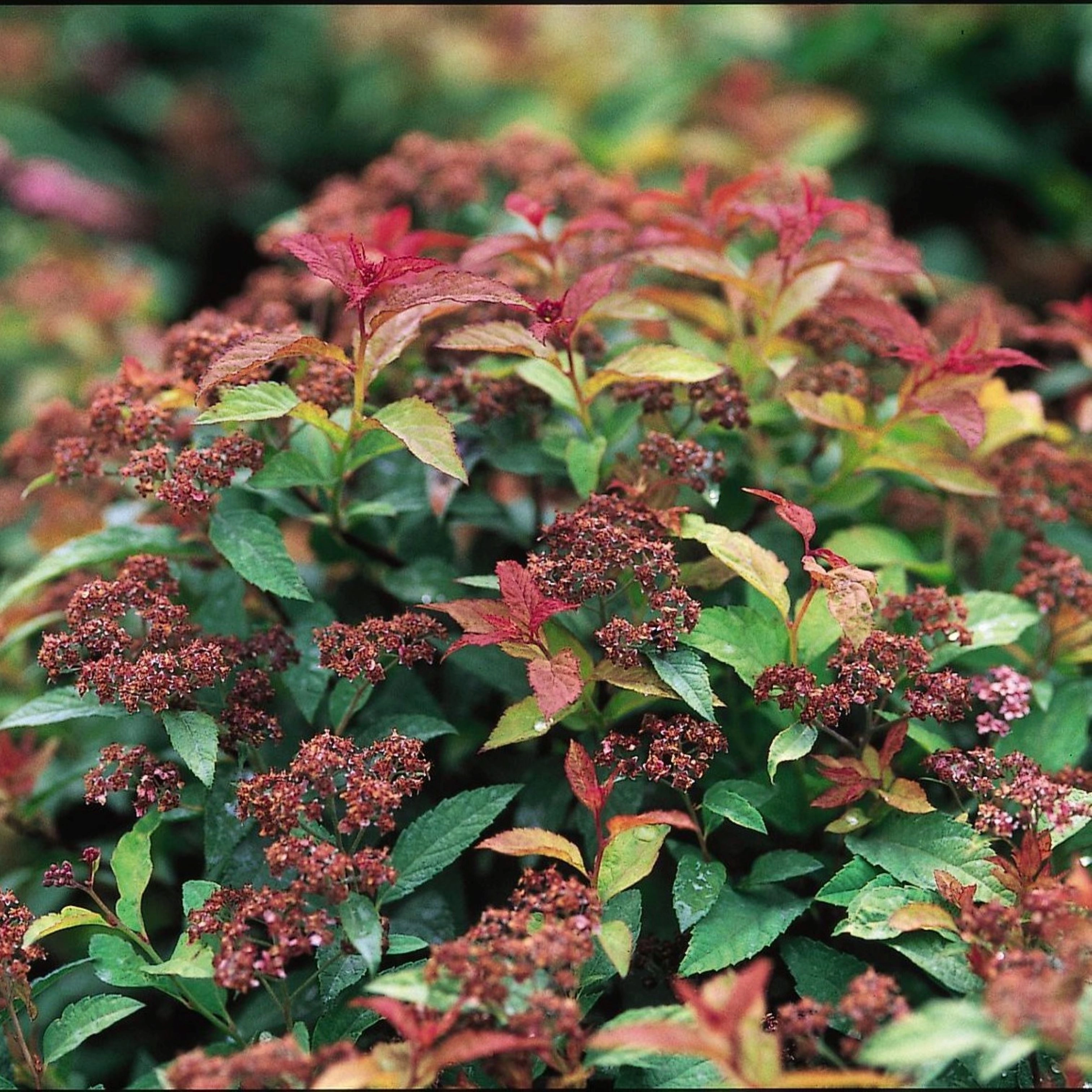 #1 spirea goldflame