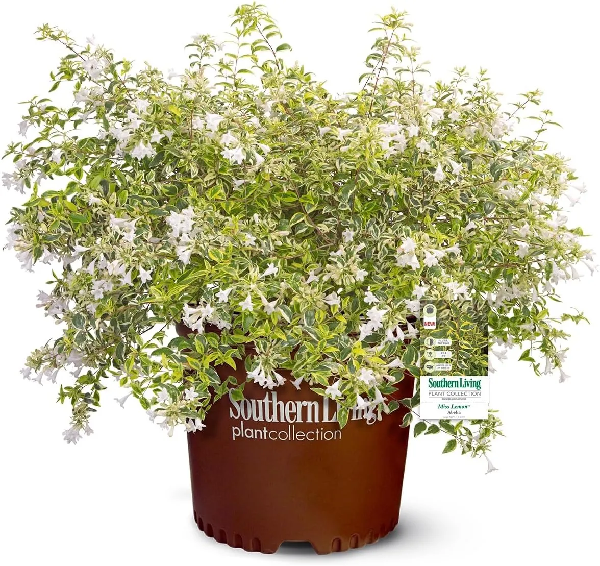 Miss Lemon Abelia (2.5 Quart) Flowering Evergreen with Variegated Foliage and Pink Blooms - Full Sun to Part Shade Live Outdoor Plant - Southern Living Plants
