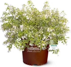 Miss Lemon Abelia (2.5 Quart) Flowering Evergreen with Variegated Foliage and Pink Blooms - Full Sun to Part Shade Live Outdoor Plant - Southern Living Plants