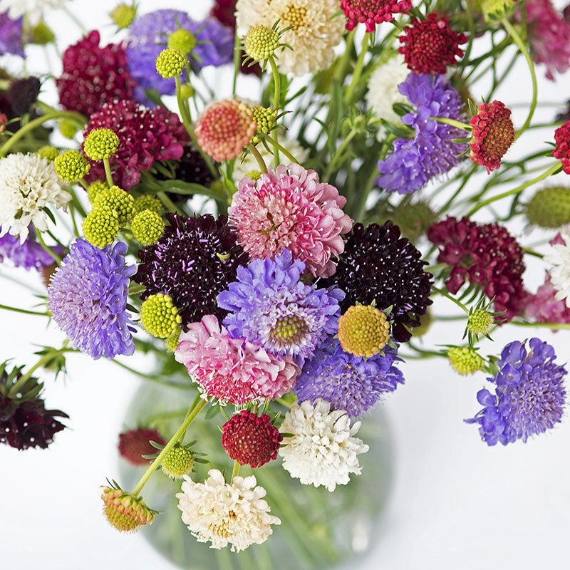 Sweet Scabious 'Formula Mix'