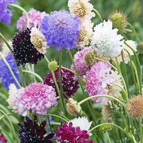 Sweet Scabious 'Formula Mix'