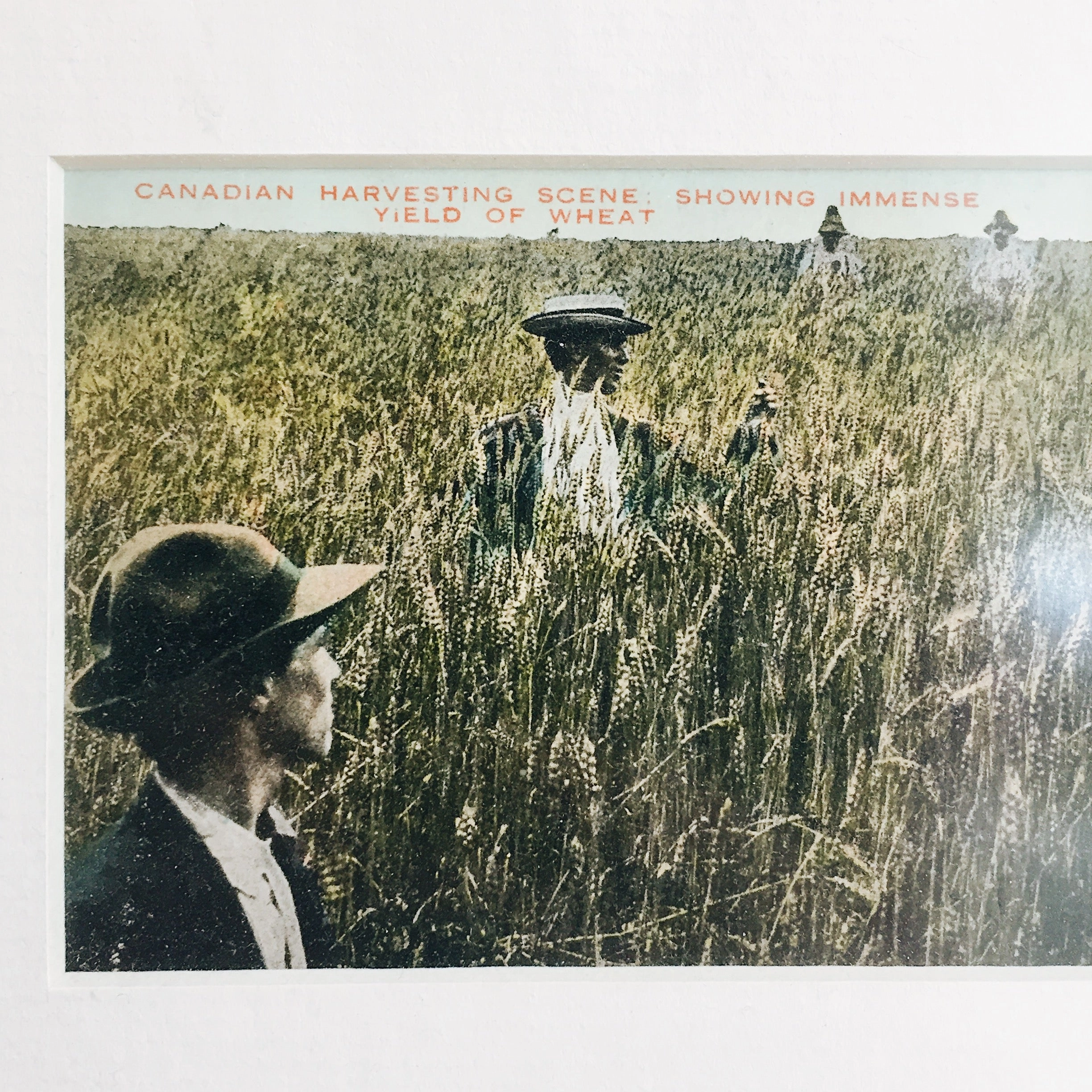 Winnipeg Wheat Antique Framed Print